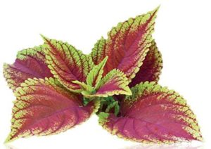 Coleus Forskohlii Medical Uses