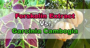 Comparison Between Forskolin and Garcinia Cambogia