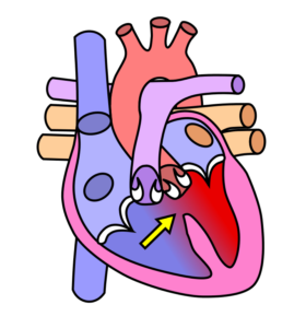 Forskolin and Heart Function